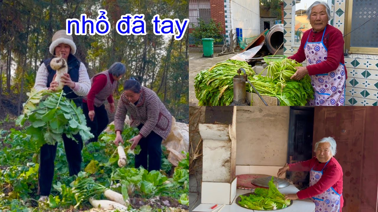 [1113]Làm Dưa Muối Ăn Tết_Năm Nay Trồng Củ Cải Củ To Hơn Mọi Năm.