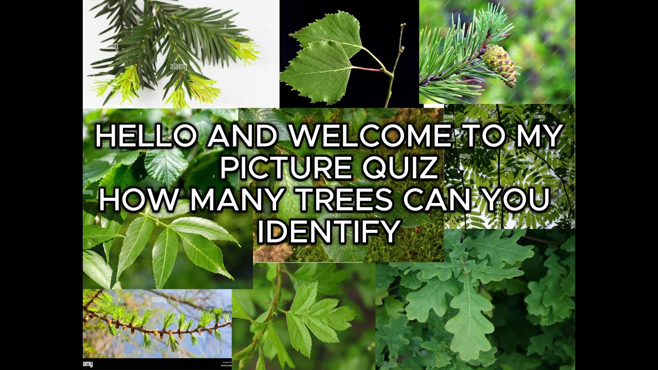 PICTURE QUIZ ON BRITISH TREES. NAME THAT TREE