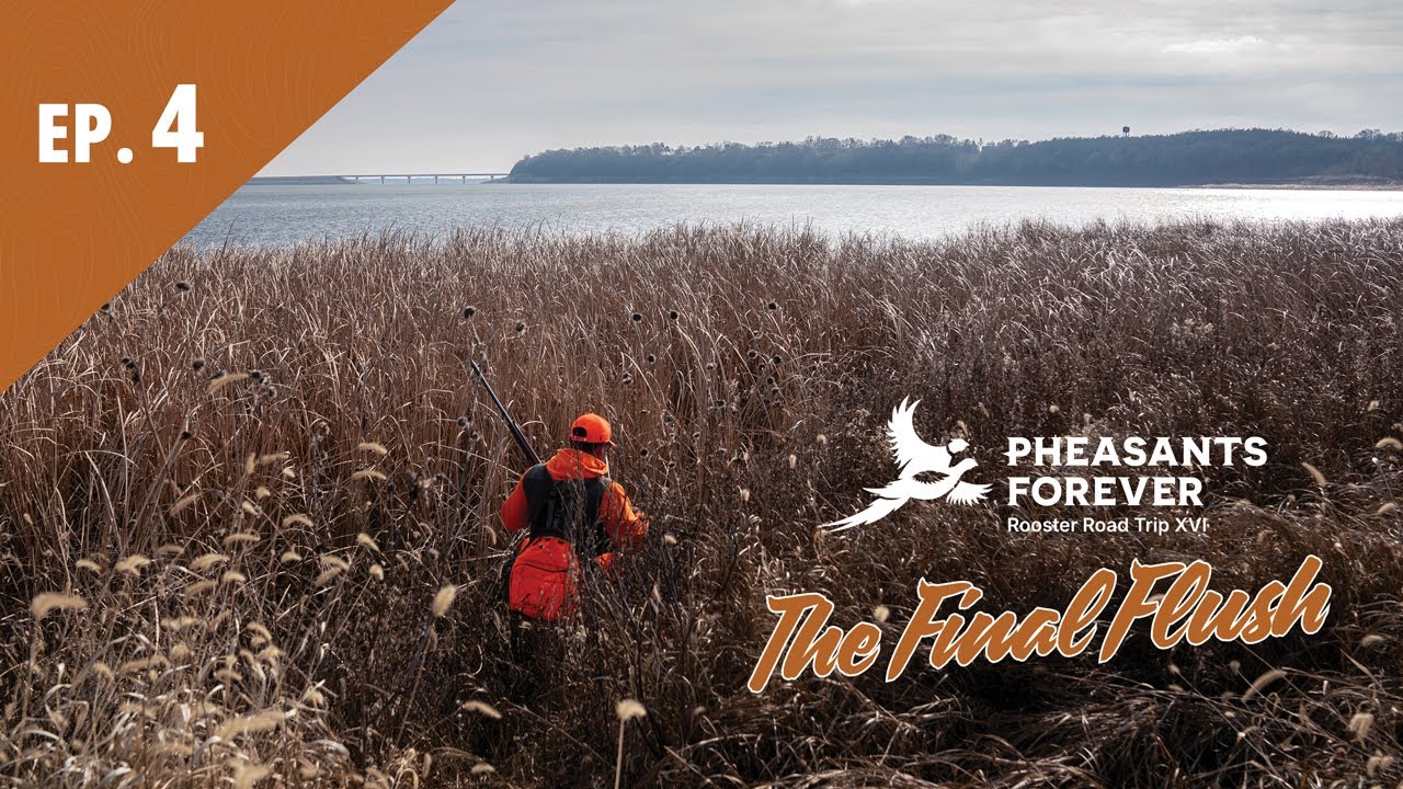 Rooster Road Trip XVI Ep. 4 | The Final Flush | 2025 Public Land Kansas Quail Hunt