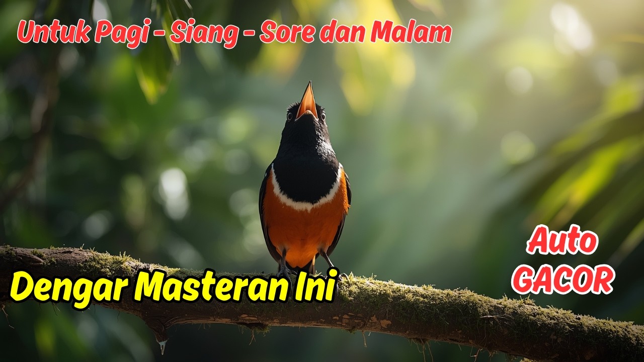 Masteran atau Pancingan Murai Batu Harian Bikin Murai Fighter Mode On