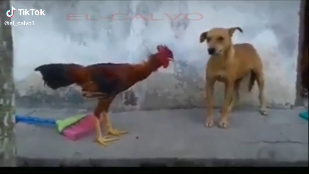 Gallo bellaco enfrentando a perro