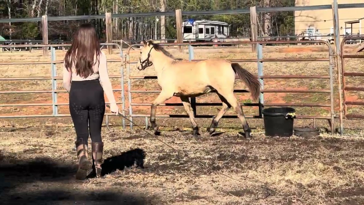 Elhanan’s Belle Aurore Connemara filly by Greystone Adirondack A’Herne. foaled 4.30.24 filmed 1.1.25
