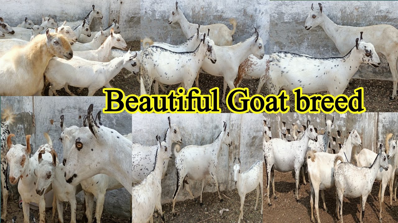 Barbari goat farming complete documentary