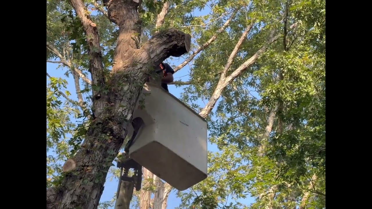 Taking out a problem tree.🌲 #outdoors #outdoorwork #treeremoval 