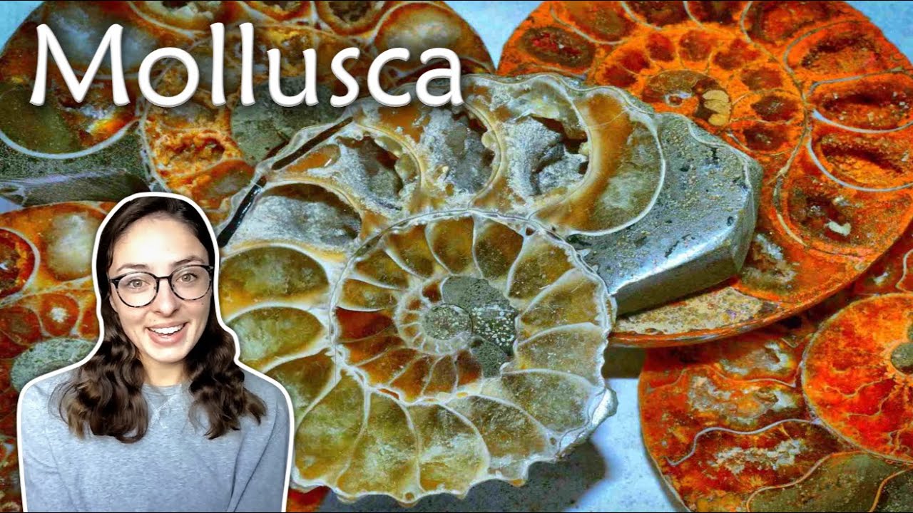 Mollusca (Pt 1): Characteristics & Classes of Mollusks- Invertebrate Paleontology | GEO GIRL