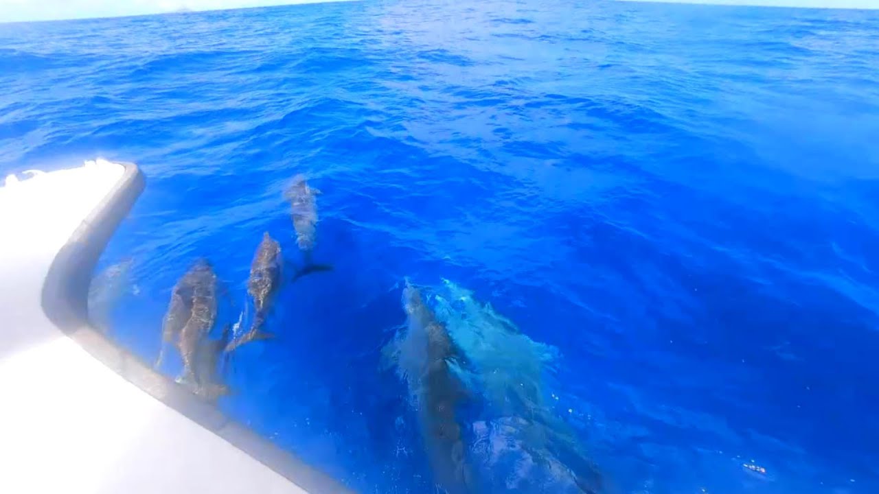 Fishing Trip Abbe Bank & Round Island Mauritius 04.01.22