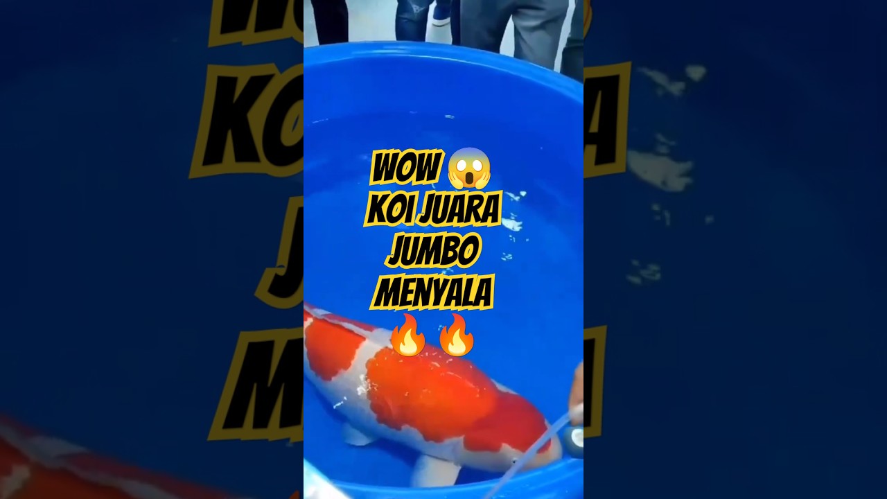 Big Kohaku Monster!! #shorts #viral #fyp #trendingshorts