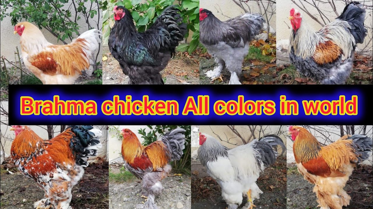 Brahma chicken All colors in world | brahma chicken breed | brahma chicken farming |brahma roosters