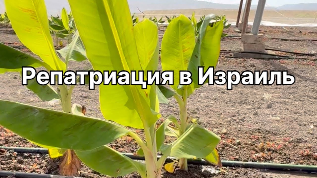 🔥Репатриация в Израиль по программе «Первый дом на родине»🔥 