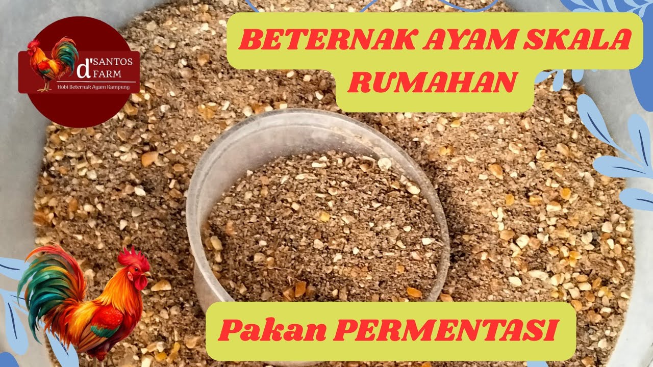 RAHASIA PAKAN PERMENTASI!! AYAM CEPAT BESAR DAN CEPAT PRODUKSI TELUR 