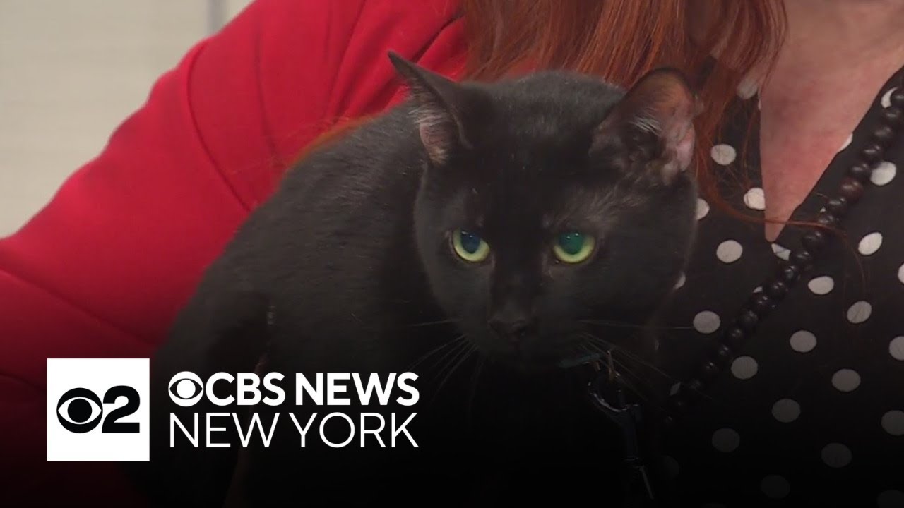 Furry Friend Finder: Meet 3-year-old Bertram