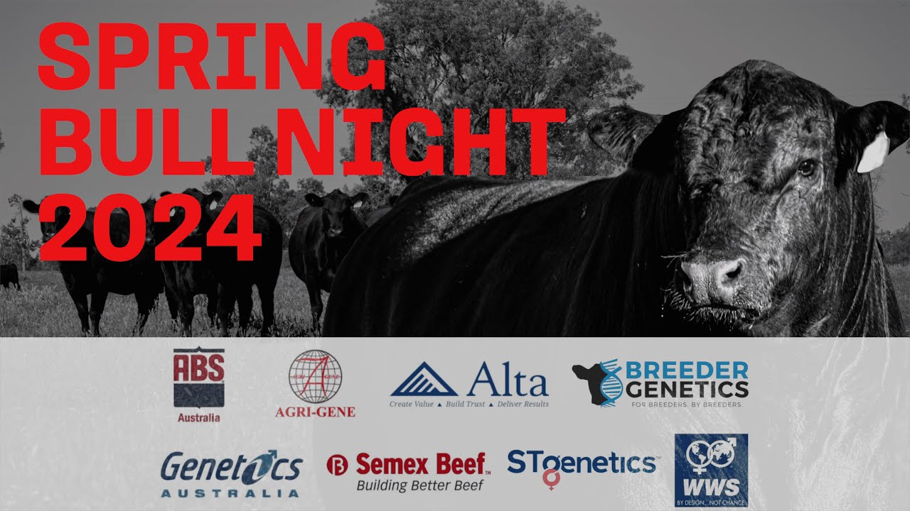 Angus Australia Spring Bull Night 2024 - Live Event