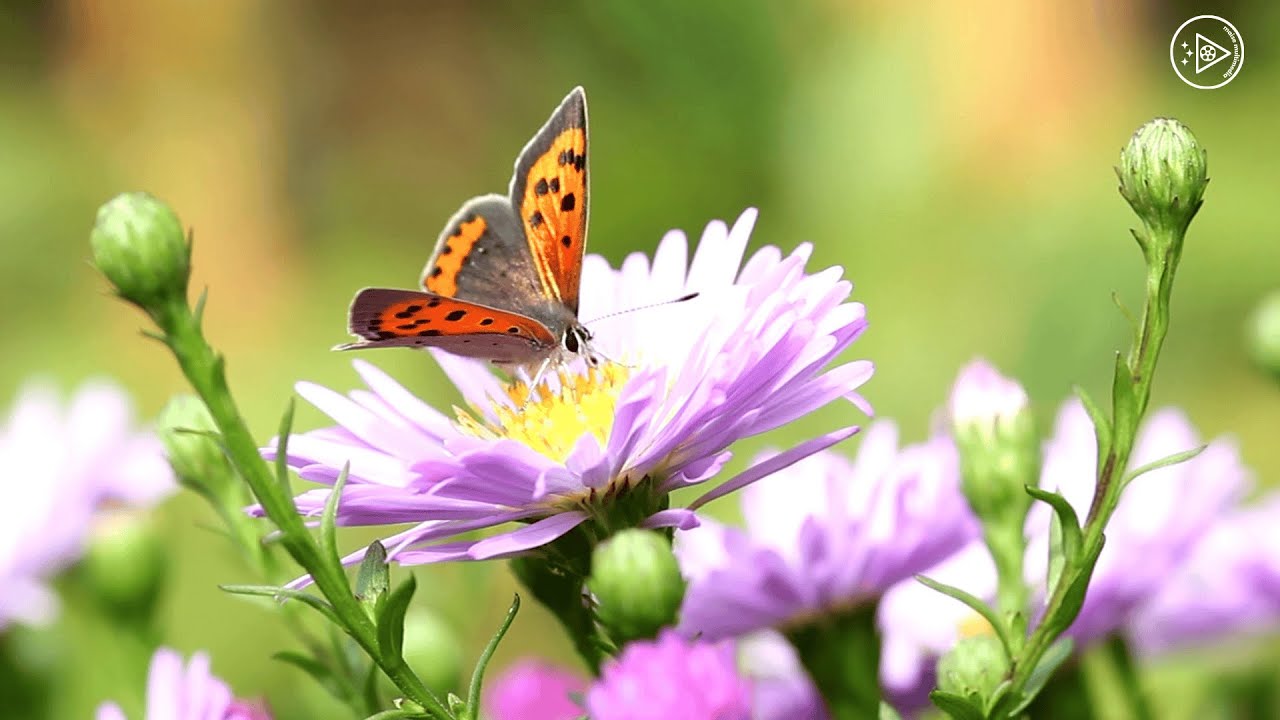 Butterfly Serenity – Calming Nature Sounds for Relaxation, Sleep & Stress Relief
