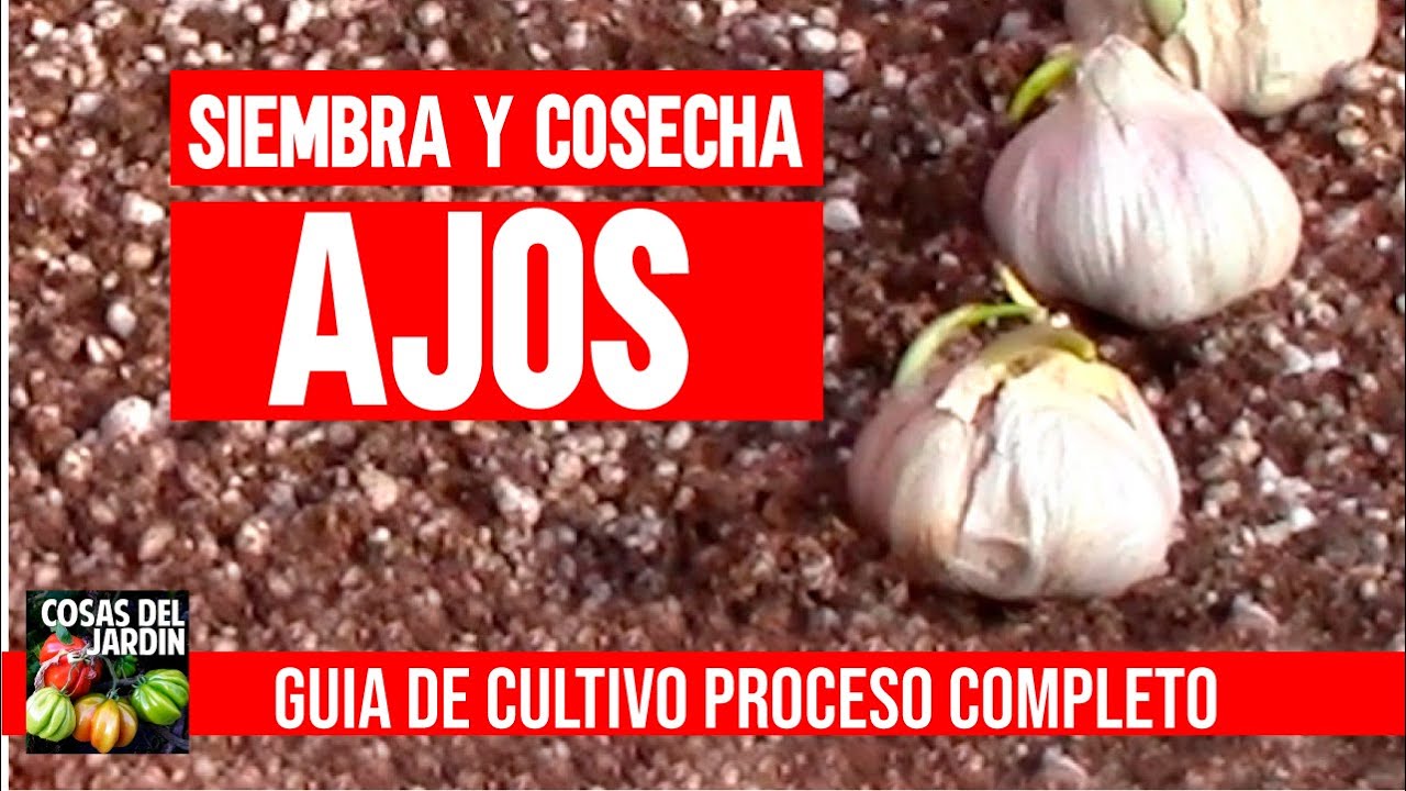 Cultiva AJOS EN CASA sin parar en macetas [GUIA COMPLETA] CULTIVO DE AJOS. Mejor que hidrop&oacute;nico