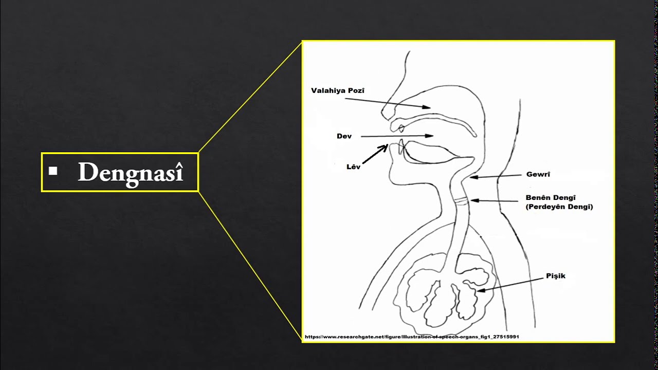 Zimannasî - Dengnasî | Raman Ehmed