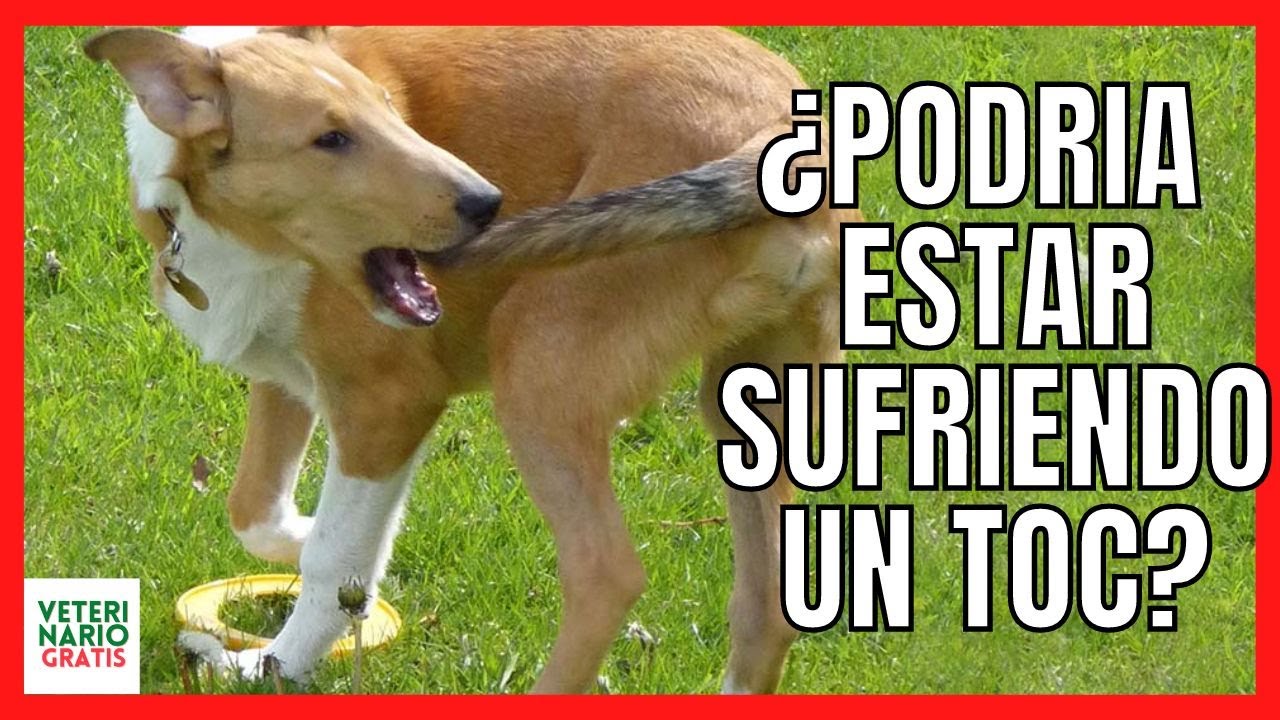 TU PERRO PODRÍA SUFRIR TOC 🆘 COMO EL QUE SE DA EN PERSONAS INTELIGENTES
