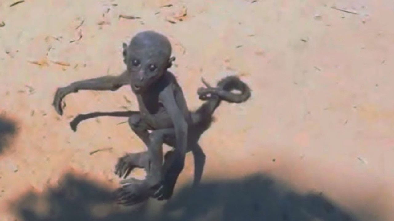 Top 10 Strange Beings Accidentally Captured on Video