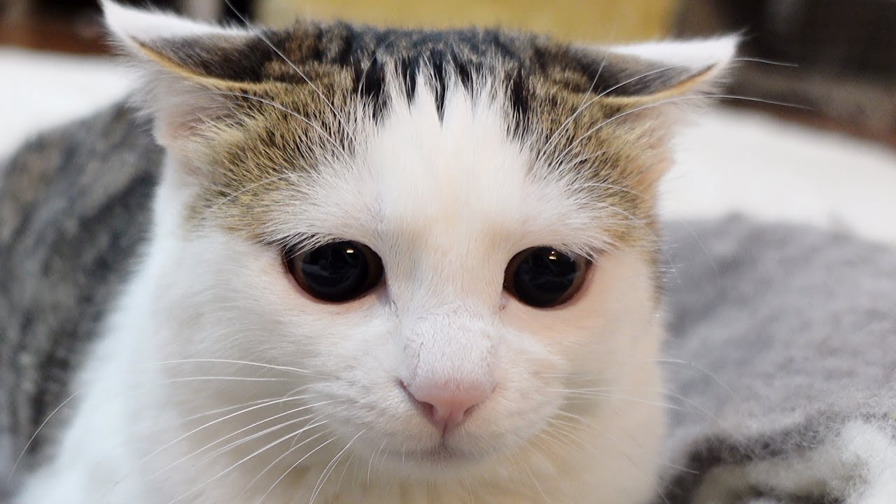 キラキラお目目の子ねことブラッシングを堪能するねこ。-Miri's shining eyes and Maru's brushing time!-