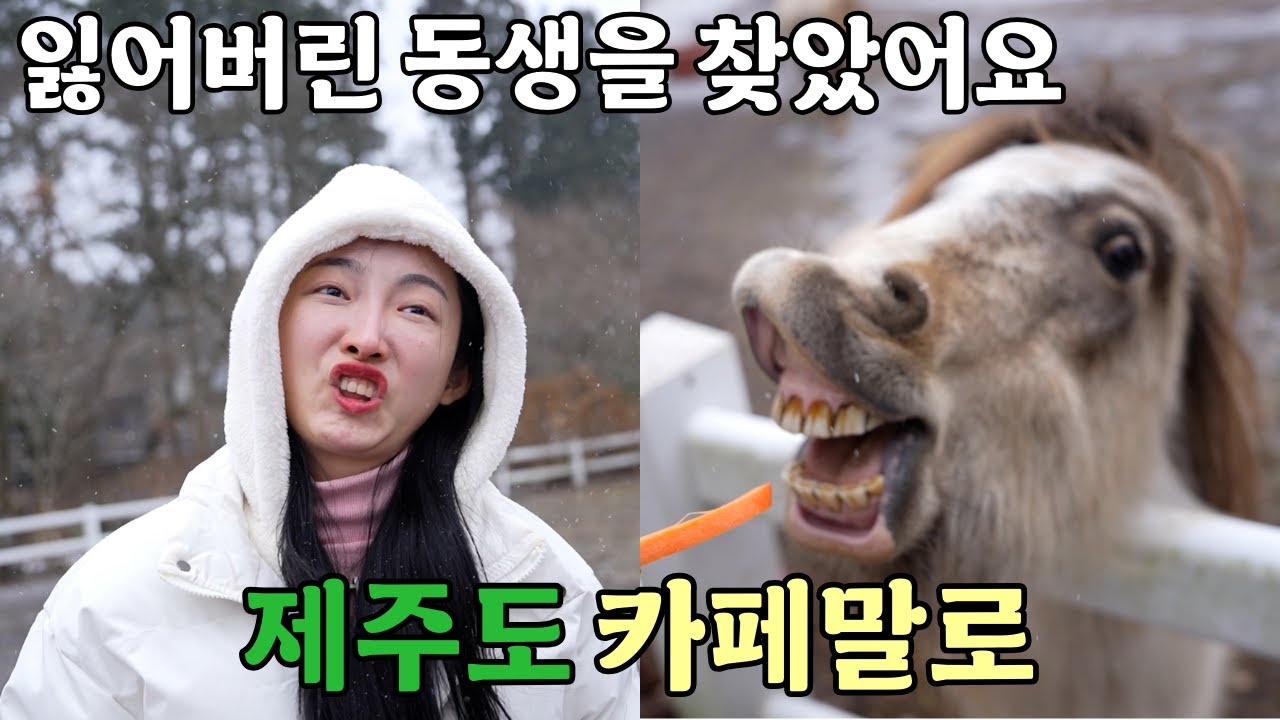 [Vlog] 제주도 가볼만한 목장카페 당근도 직접 줄수있는곳! 카페말로에서 생긴일