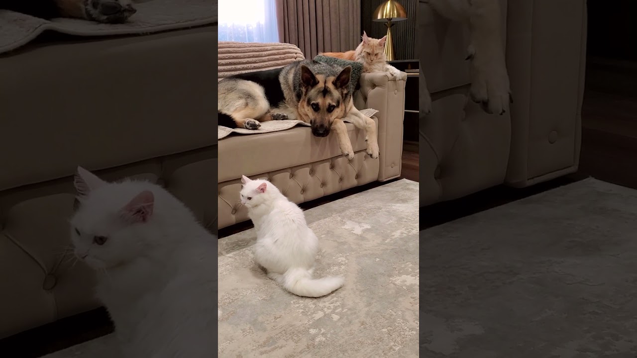 How Dogs and Cats Secretly Talk to Each Other I 