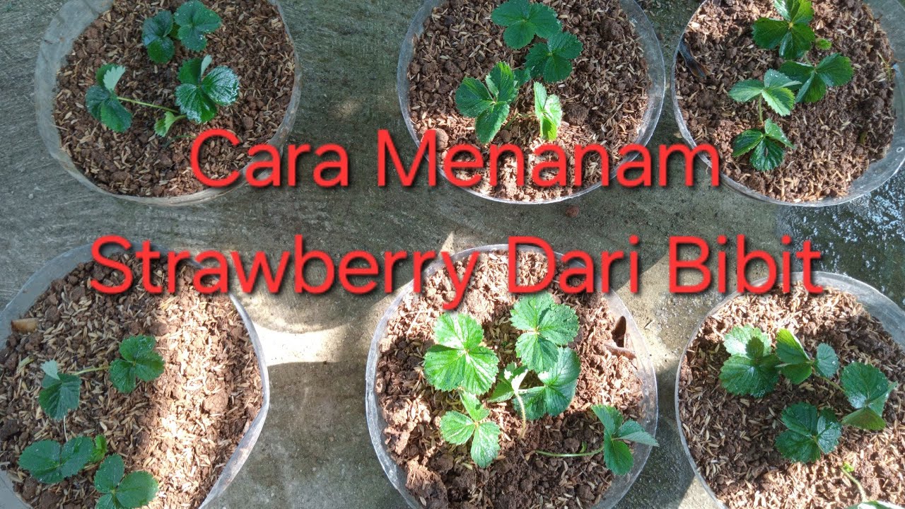 Cara menanam Strawberry Dari Bibit #strawberry 