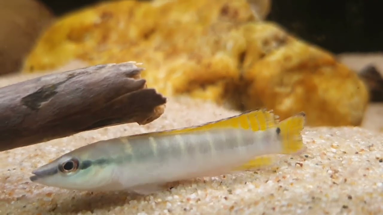 Wallaciia compressiceps (wild) bij Aquarium Speciaalzaak Utaka 