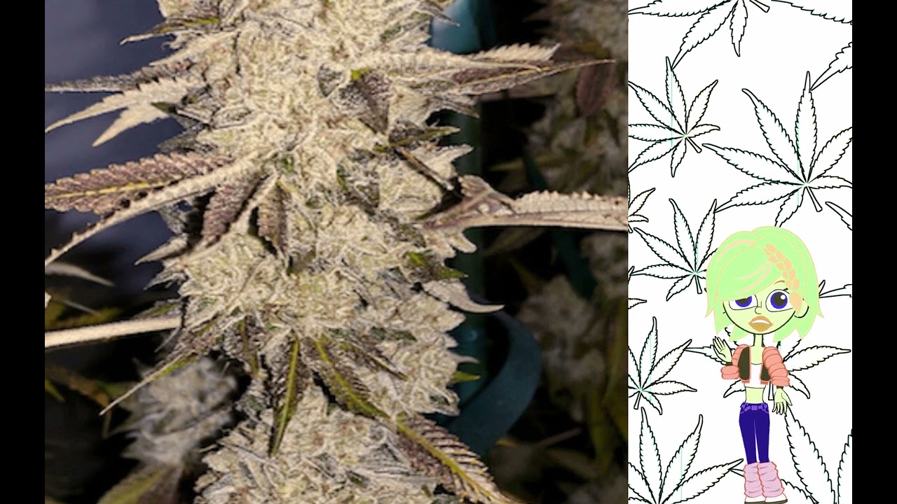 Chem OG   Ethos Genetics