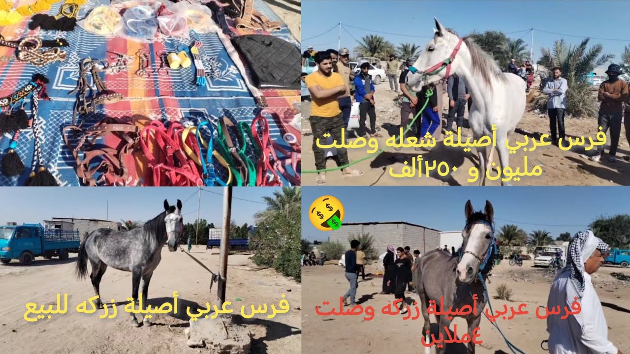 فرس عربي أصيلة زركه وصلت ٤ملاين🐎فرس عربي أصيلة شعله وصلت مليون و٢٥٠ألف🐎مستلزمات واكسسوارات خيل للبيع