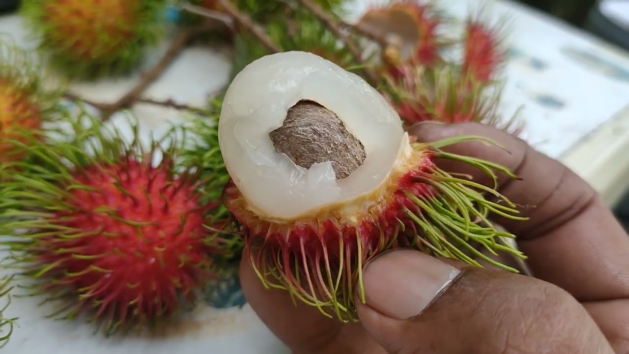 Rambutan Jarum Emas variety terbaik yang perlu ada.