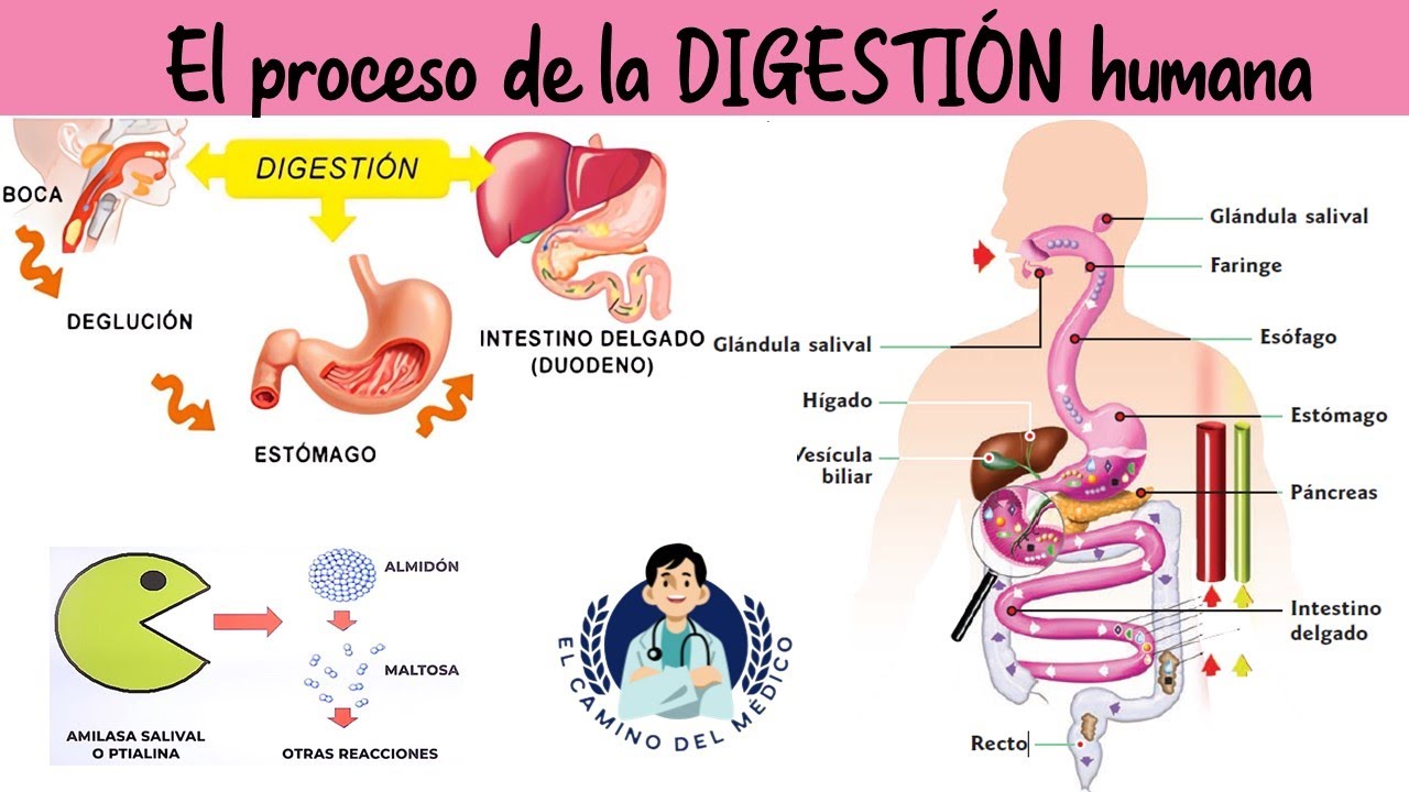 El proceso de la Digestión - Biología - Semana 6