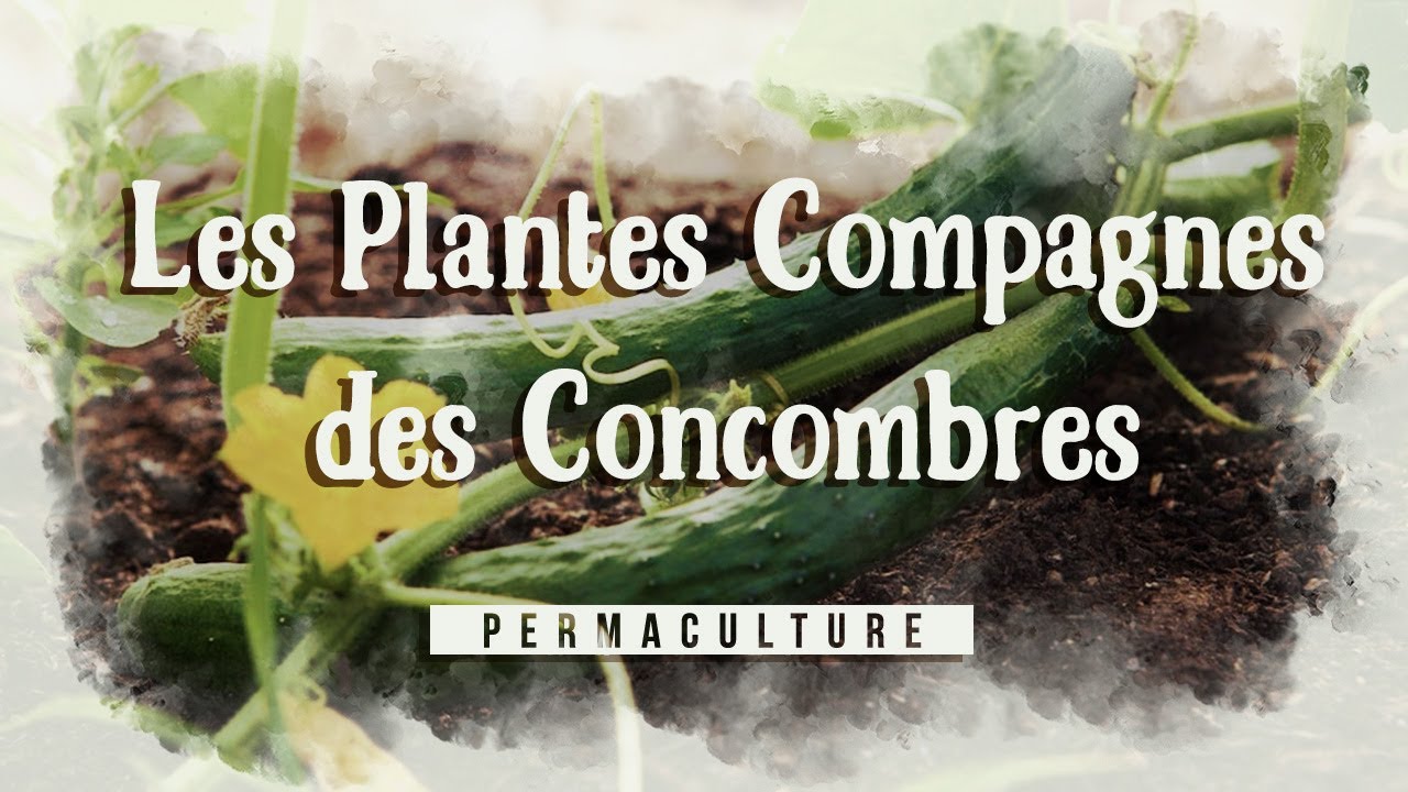 Les plantes compagnes du concombre