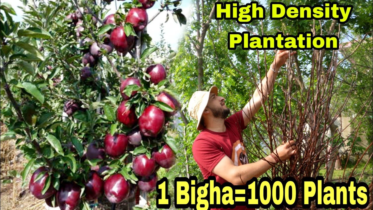 Apple Farms in Shimla | High Density Apple Plantation