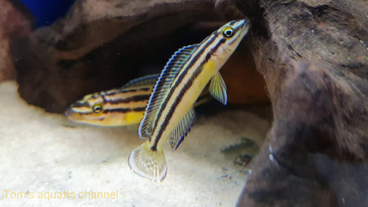Julidochromis regani Kipili F1
- Tom's aquatic channel