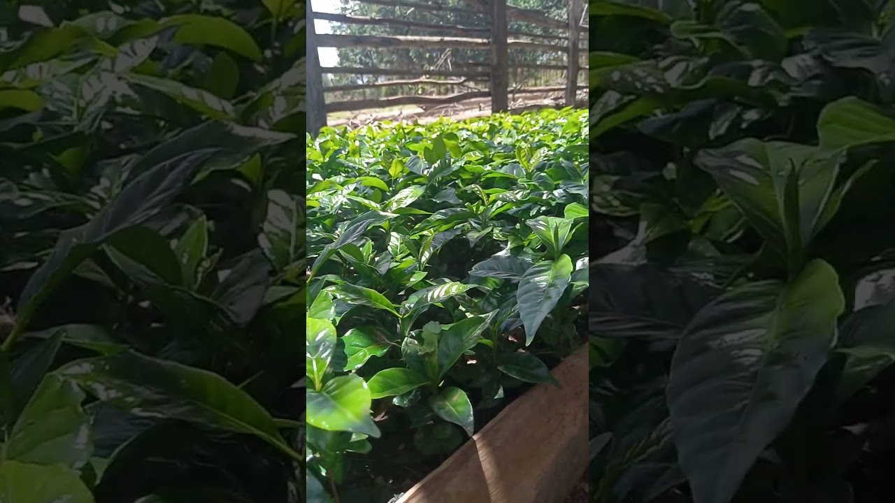 Batian Coffee Seedlings Ready for Transplanting @AgriMan65