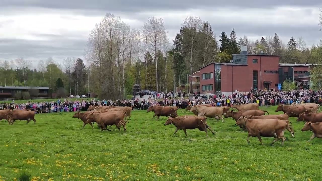 AhlmanEdun lehmien laitumellelasku 17.5.2025, Tampere