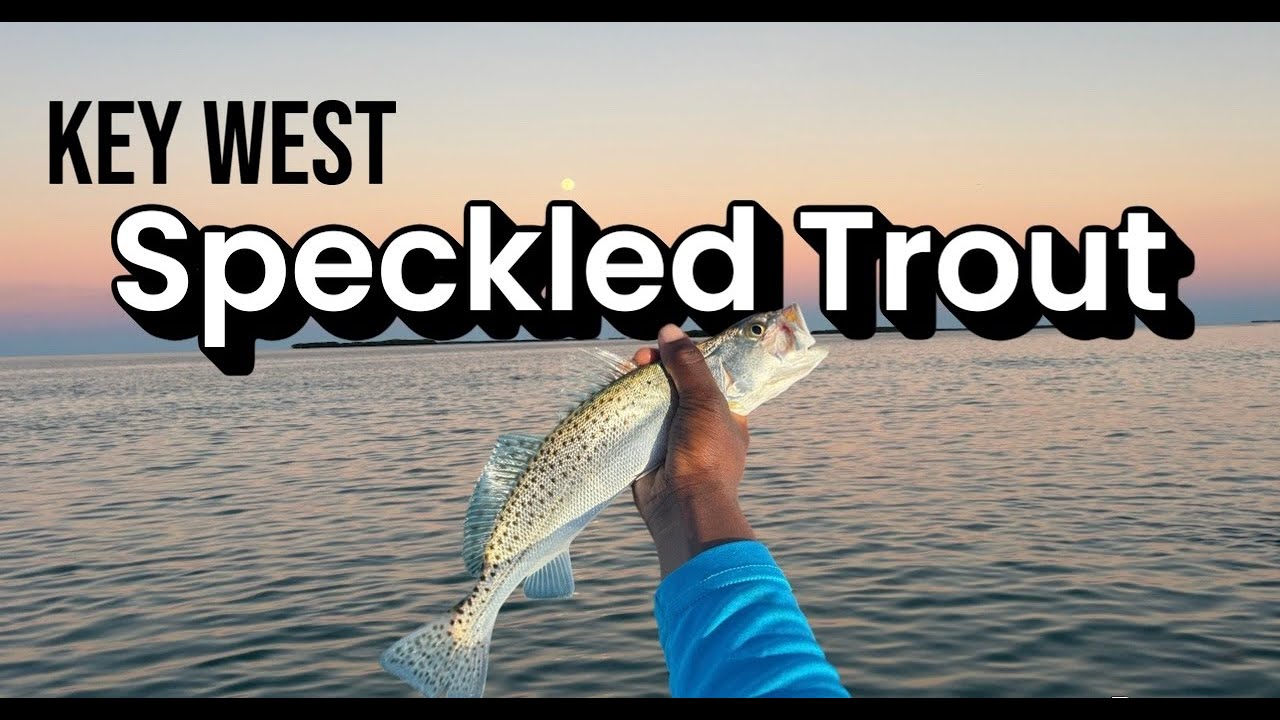 Can you catch trout in Key West? Speckled trout mission!!
