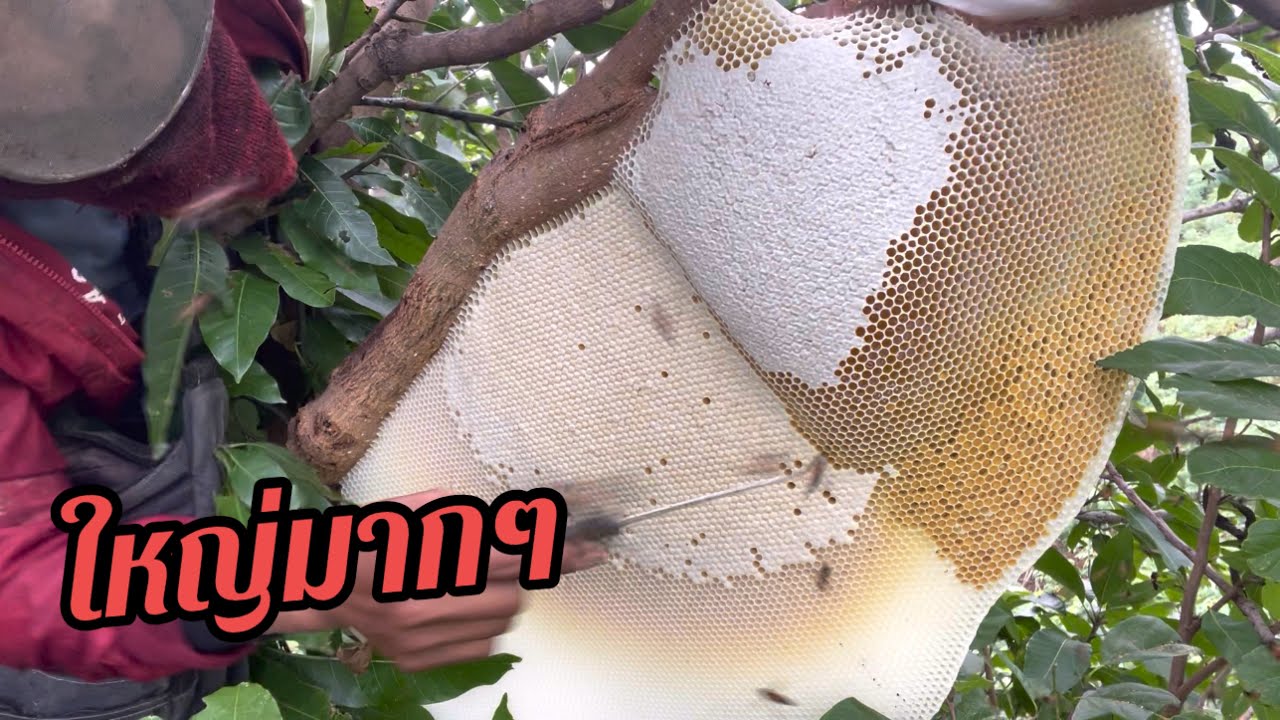 วันนี้ขอแก้ตัว เมื่อวานที่ทำหัวหวานตก  |  พรานหมึก  คนตีผึ้ง