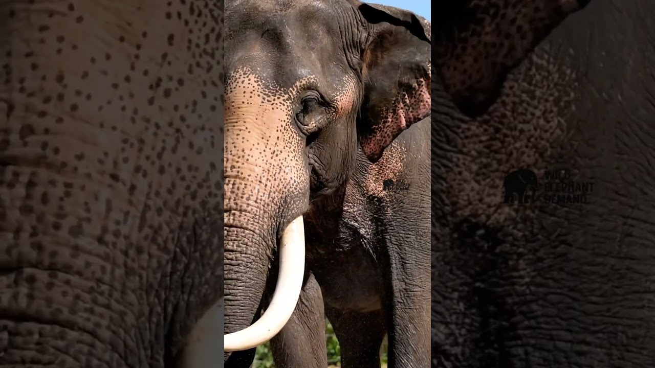 Мойка бивня слона под давлением 🐘💦 #шорты