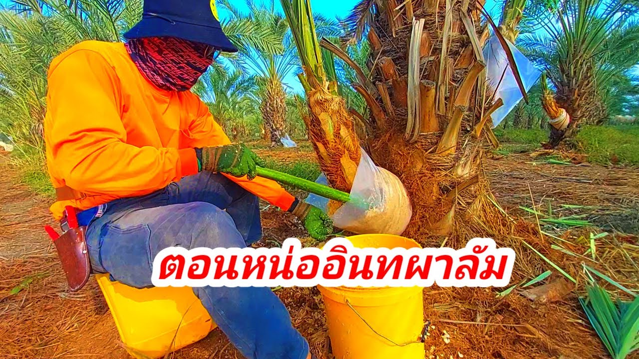 ตอนหน่ออินทผาลัมทำแบบนี้ติดทุกหน่อ