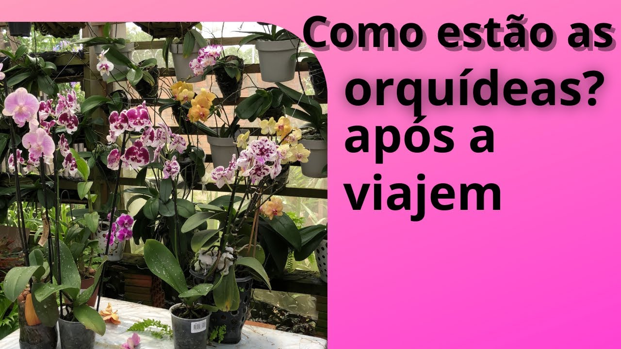 Vejam as orquídeas após a viagem. 