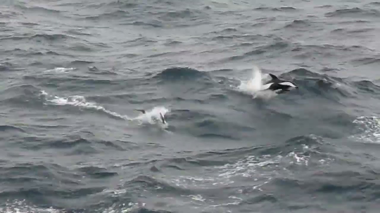 Hourglass Dolphin, Lagenorhynchus cruciger, south of South Georgia, 6 Apr 2012 (2/2)