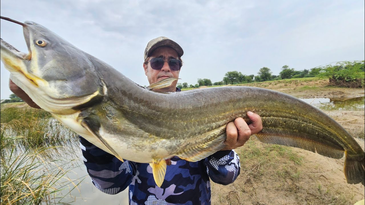 BIG PATHAN FISH catching videos|| snakehead & wallago attu fishing 