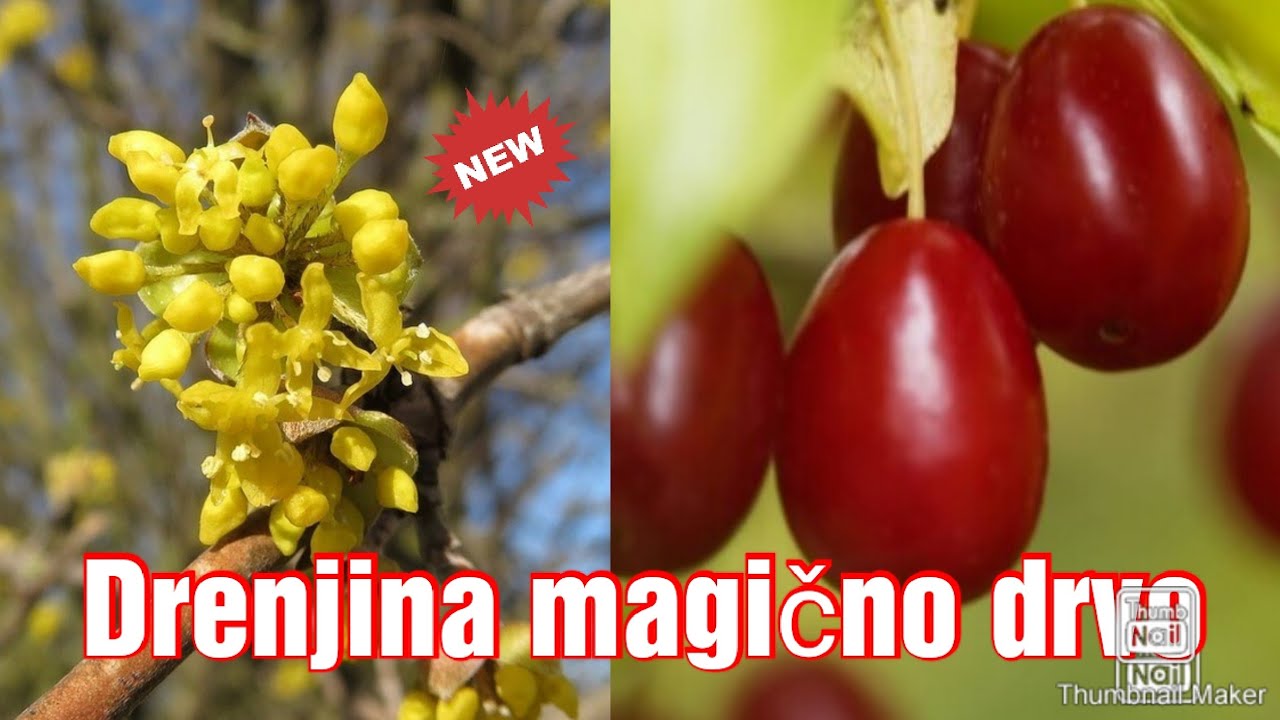 Uzgoj sadnice drenjine magičnog drveta