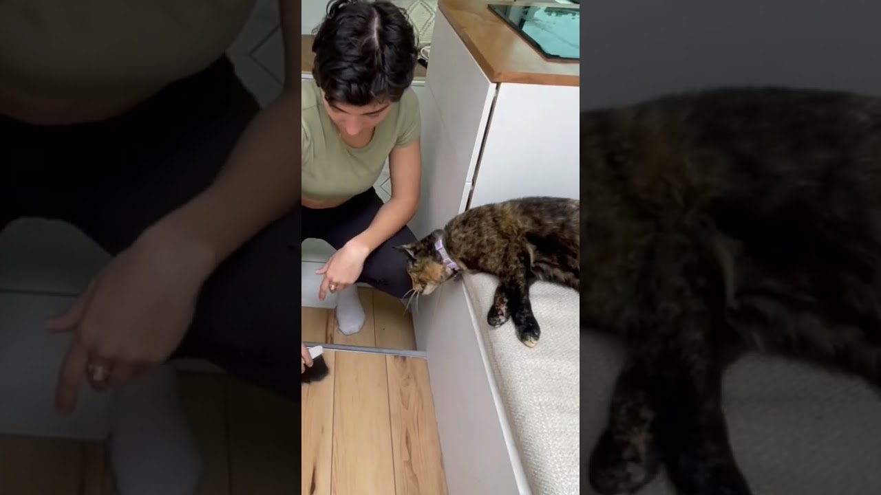 A Day of Vanlife in 60 Seconds! #asmr #vanlife #vanbuild #cats