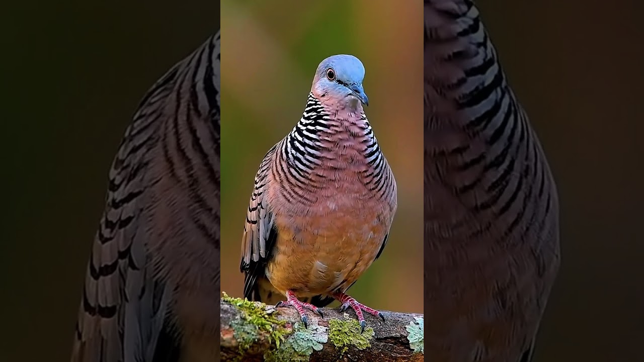 Tekukur Bird | Peaceful Spotted Dove Sounds & Nature Moments