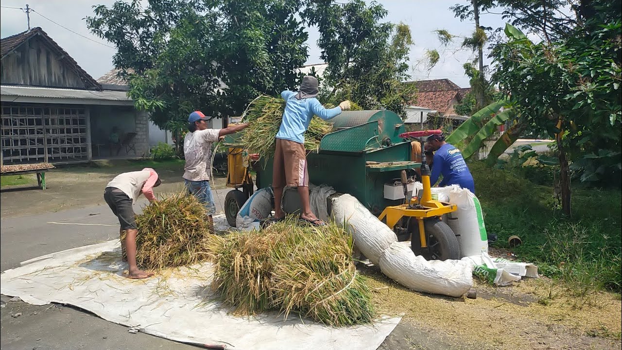 Perontok Padi Keliling || Blower Padi