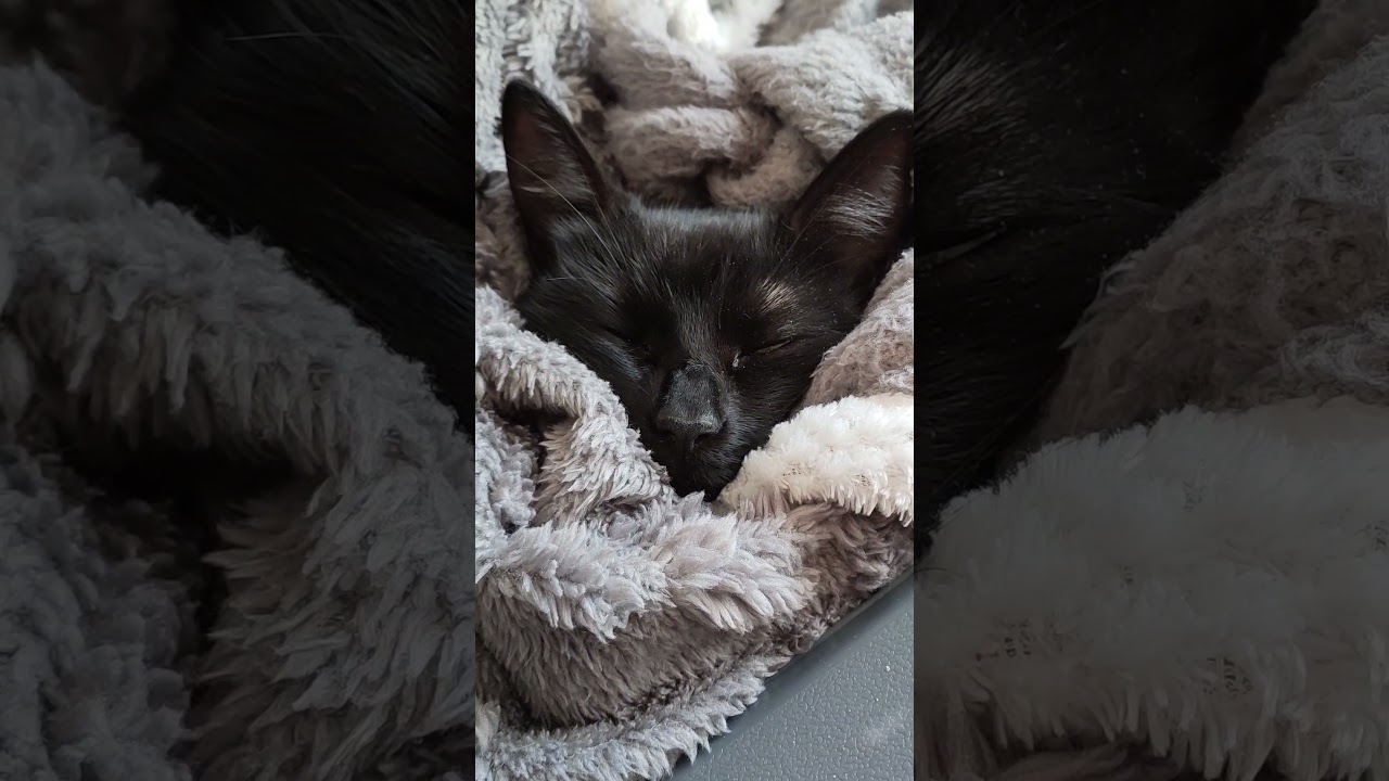 Ластёнка укуталась и спит ) #оле7 #catbehavior #cat #котофейка #кот #pets #ластёна #cats