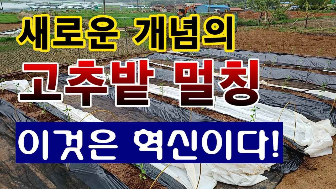 [텃밭농부.1,005]  신 개념의 고추밭 비닐멀칭 방법. 이것은 혁신이다! #고추터널재배 #고추재배