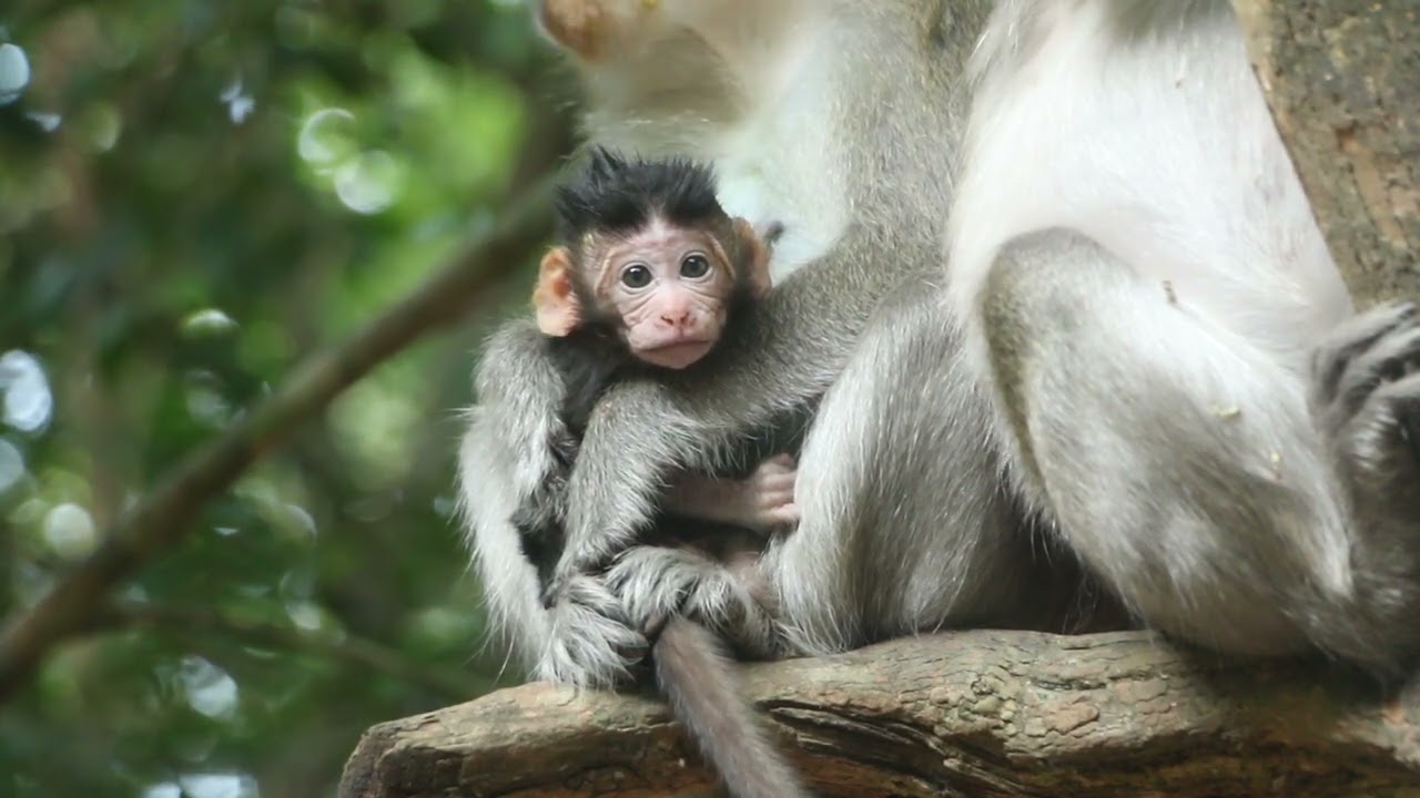 #monkeymonny #monkey #animals #funnymokey #monkeybaby #cute #babymokey #babymonkey #