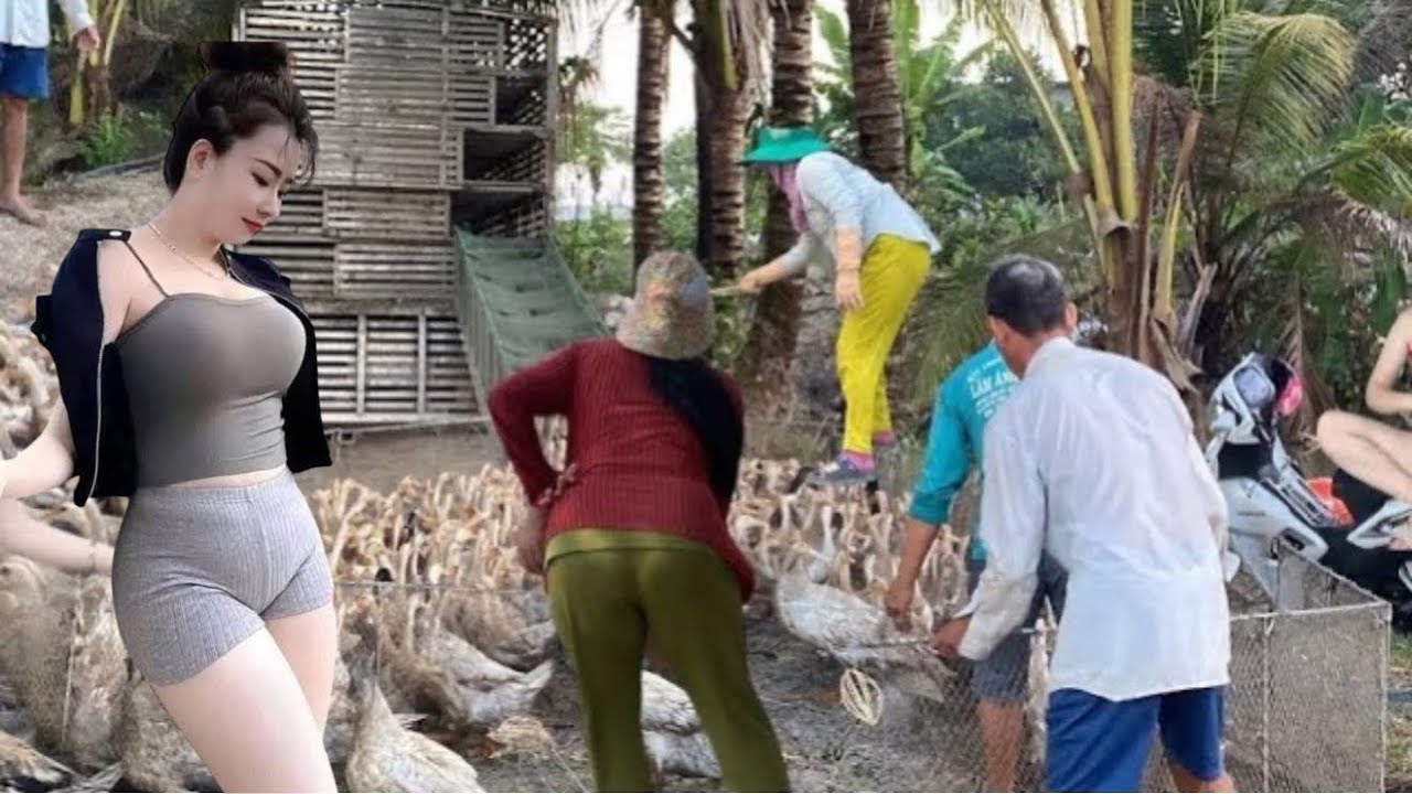 Truck transports ducks to new rice fields
